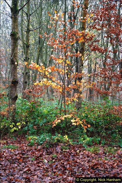 2014-11-21 The Woodland in Winter. Wendover Woods, Buckinhhamshire.  (32)032