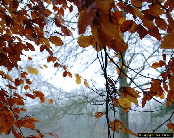 2014-11-21 The Woodland in Winter. Wendover Woods, Buckinhhamshire.  (36)036