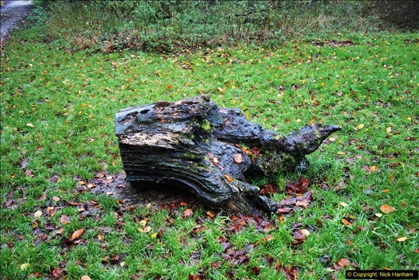 2014-11-21 The Woodland in Winter. Wendover Woods, Buckinhhamshire.  (39)039