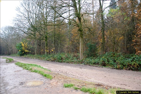 2014-11-21 The Woodland in Winter. Wendover Woods, Buckinhhamshire.  (4)004