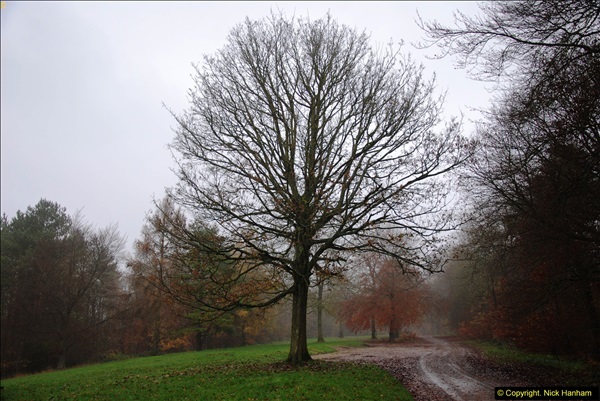 2014-11-21 The Woodland in Winter. Wendover Woods, Buckinhhamshire.  (40)040