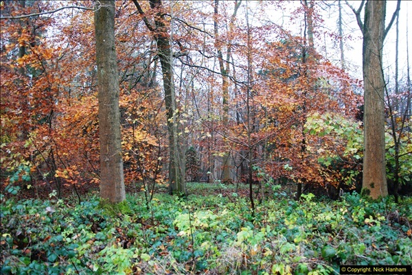 2014-11-21 The Woodland in Winter. Wendover Woods, Buckinhhamshire.  (41)041