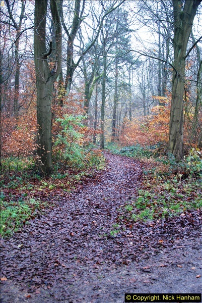 2014-11-21 The Woodland in Winter. Wendover Woods, Buckinhhamshire.  (45)045