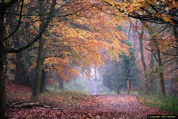 2014-11-21 The Woodland in Winter. Wendover Woods, Buckinhhamshire.  (51)051