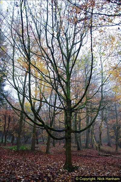 2014-11-21 The Woodland in Winter. Wendover Woods, Buckinhhamshire.  (53)053