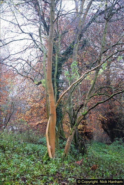 2014-11-21 The Woodland in Winter. Wendover Woods, Buckinhhamshire.  (60)060