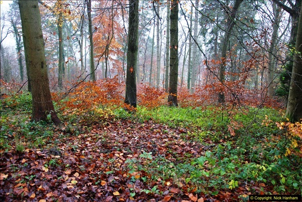 2014-11-21 The Woodland in Winter. Wendover Woods, Buckinhhamshire.  (64)064