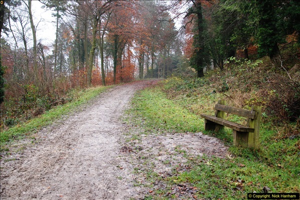 2014-11-21 The Woodland in Winter. Wendover Woods, Buckinhhamshire.  (66)066