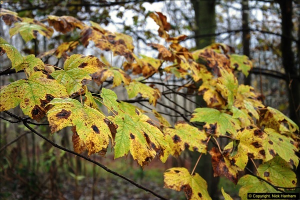 2014-11-21 The Woodland in Winter. Wendover Woods, Buckinhhamshire.  (69)069
