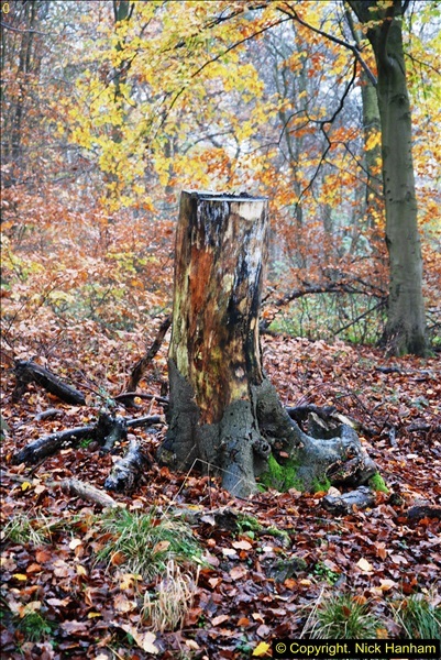 2014-11-21 The Woodland in Winter. Wendover Woods, Buckinhhamshire.  (77)077