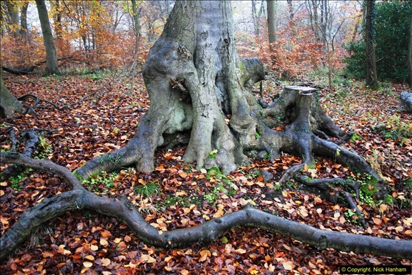 2014-11-21 The Woodland in Winter. Wendover Woods, Buckinhhamshire.  (78)078