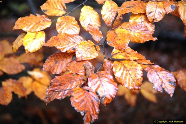 2014-11-21 The Woodland in Winter. Wendover Woods, Buckinhhamshire.  (81)081