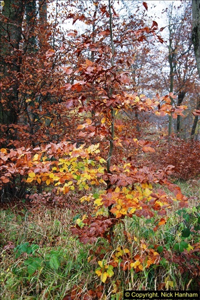 2014-11-21 The Woodland in Winter. Wendover Woods, Buckinhhamshire.  (83)083