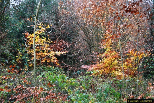 2014-11-21 The Woodland in Winter. Wendover Woods, Buckinhhamshire.  (87)087
