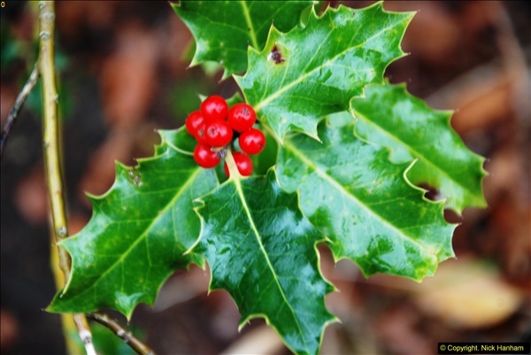 2014-11-21 The Woodland in Winter. Wendover Woods, Buckinhhamshire.  (92)092