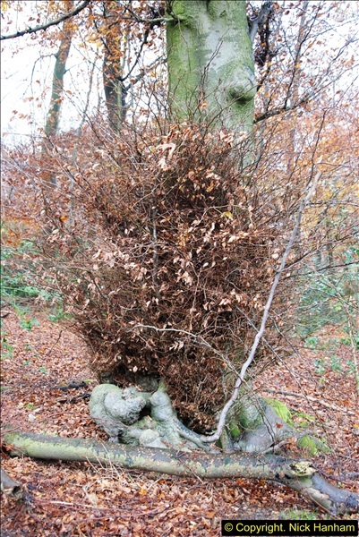 2014-11-21 The Woodland in Winter. Wendover Woods, Buckinhhamshire.  (94)094