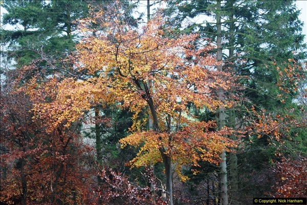 2014-11-21 The Woodland in Winter. Wendover Woods, Buckinhhamshire.  (99)099