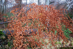 2014-11-21 The Woodland in Winter. Wendover Woods, Buckinhhamshire.  (100)100