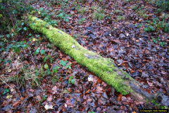 2014-11-21 The Woodland in Winter. Wendover Woods, Buckinhhamshire.  (11)011