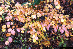 2014-11-21 The Woodland in Winter. Wendover Woods, Buckinhhamshire.  (111)111