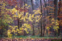 2014-11-21 The Woodland in Winter. Wendover Woods, Buckinhhamshire.  (135)135