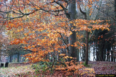 2014-11-21 The Woodland in Winter. Wendover Woods, Buckinhhamshire.  (15)015