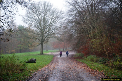 2014-11-21 The Woodland in Winter. Wendover Woods, Buckinhhamshire.  (150)150