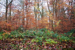 2014-11-21 The Woodland in Winter. Wendover Woods, Buckinhhamshire.  (153)153