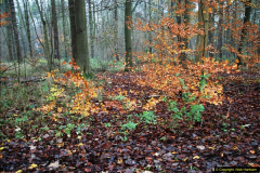 2014-11-21 The Woodland in Winter. Wendover Woods, Buckinhhamshire.  (158)158
