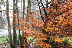 2014-11-21 The Woodland in Winter. Wendover Woods, Buckinhhamshire.  (172)172