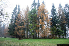 2014-11-21 The Woodland in Winter. Wendover Woods, Buckinhhamshire.  (19)019