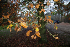 2014-11-21 The Woodland in Winter. Wendover Woods, Buckinhhamshire.  (22)022