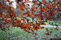 2014-11-21 The Woodland in Winter. Wendover Woods, Buckinhhamshire.  (25)025