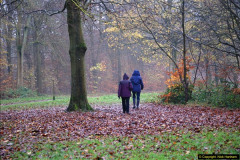 2014-11-21 The Woodland in Winter. Wendover Woods, Buckinhhamshire.  (29)029