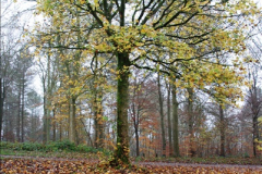 2014-11-21 The Woodland in Winter. Wendover Woods, Buckinhhamshire.  (33)033