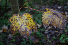 2014-11-21 The Woodland in Winter. Wendover Woods, Buckinhhamshire.  (44)044