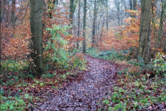 2014-11-21 The Woodland in Winter. Wendover Woods, Buckinhhamshire.  (45)045