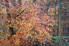 2014-11-21 The Woodland in Winter. Wendover Woods, Buckinhhamshire.  (48)048