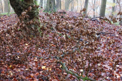 2014-11-21 The Woodland in Winter. Wendover Woods, Buckinhhamshire.  (52)052