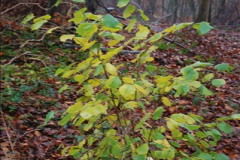 2014-11-21 The Woodland in Winter. Wendover Woods, Buckinhhamshire.  (56)056