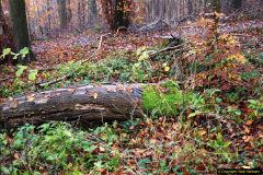 2014-11-21 The Woodland in Winter. Wendover Woods, Buckinhhamshire.  (57)057