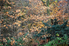 2014-11-21 The Woodland in Winter. Wendover Woods, Buckinhhamshire.  (6)006