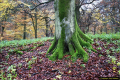 2014-11-21 The Woodland in Winter. Wendover Woods, Buckinhhamshire.  (63)063