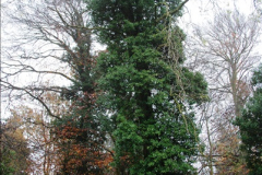 2014-11-21 The Woodland in Winter. Wendover Woods, Buckinhhamshire.  (65)065
