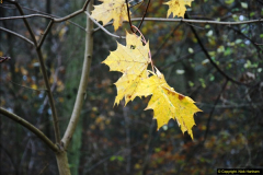 2014-11-21 The Woodland in Winter. Wendover Woods, Buckinhhamshire.  (7)007