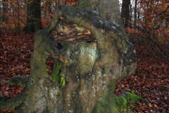 2014-11-21 The Woodland in Winter. Wendover Woods, Buckinhhamshire.  (74)074