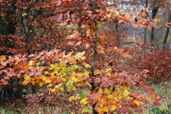 2014-11-21 The Woodland in Winter. Wendover Woods, Buckinhhamshire.  (83)083
