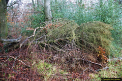 2014-11-21 The Woodland in Winter. Wendover Woods, Buckinhhamshire.  (88)088