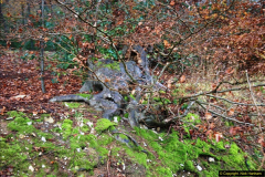 2014-11-21 The Woodland in Winter. Wendover Woods, Buckinhhamshire.  (95)095