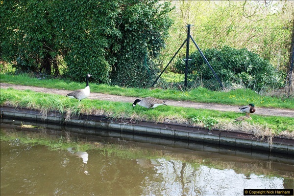 2017-03-25 On the Grand Union Canal near Uxbridge, Middlesex.  (78)240